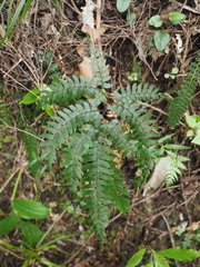 Adiantum fulvum