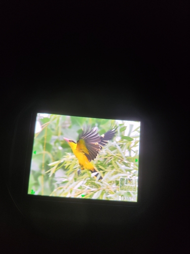 Black-naped Oriole
