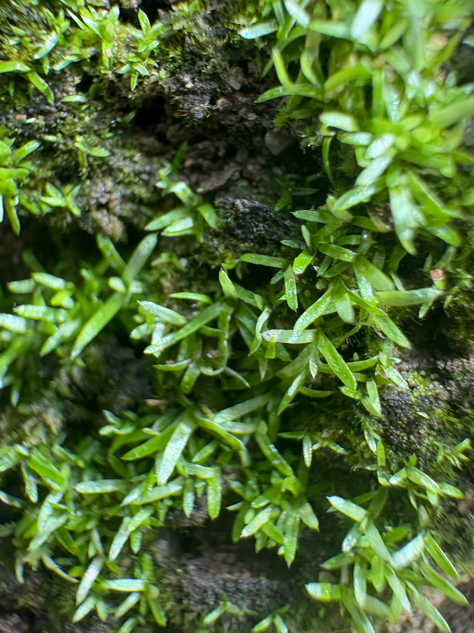 Octoblepharum albidum (Octoblepharum albidum)