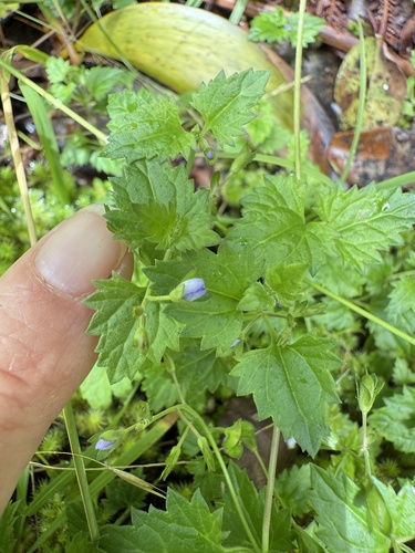 Veronica plebeia observed 2025-07-05