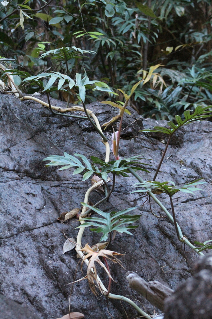 Cây trầu bà mayoi – Philodendron mayoi