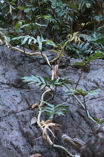 Philodendron mayoi, photograph 5