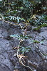 (c) Paulo C. O. Cunha, some rights reserved (CC BY) Philodendron mayoi, photograph (c) Paulo C. O. Cunha, some rights reserved (CC BY)