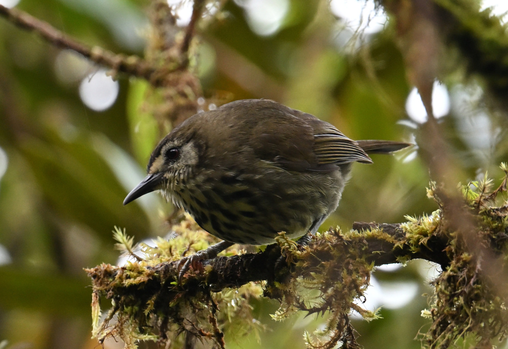 Panay Striped-Babbler