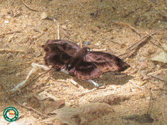 Achlyodes busirus
