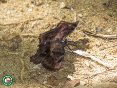 Achlyodes busirus
