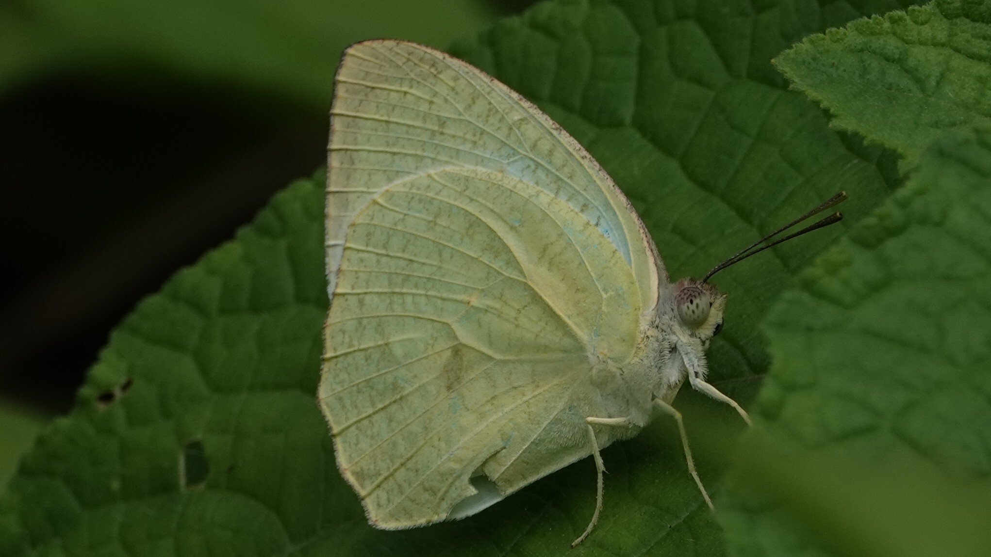 Mottled Emigrant