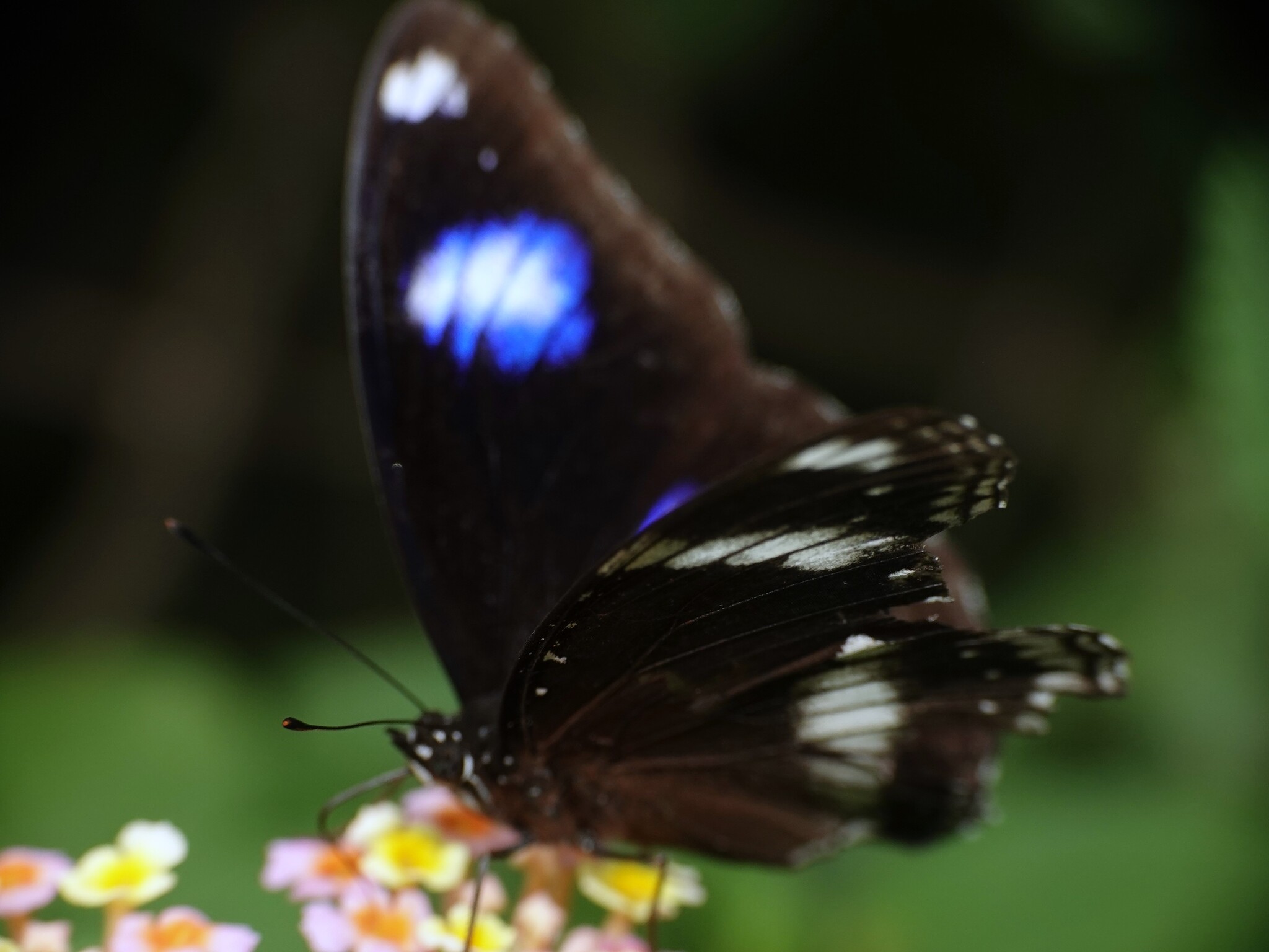 Great Eggfly