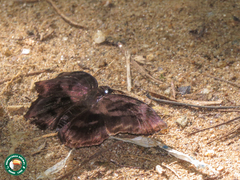 Achlyodes busirus