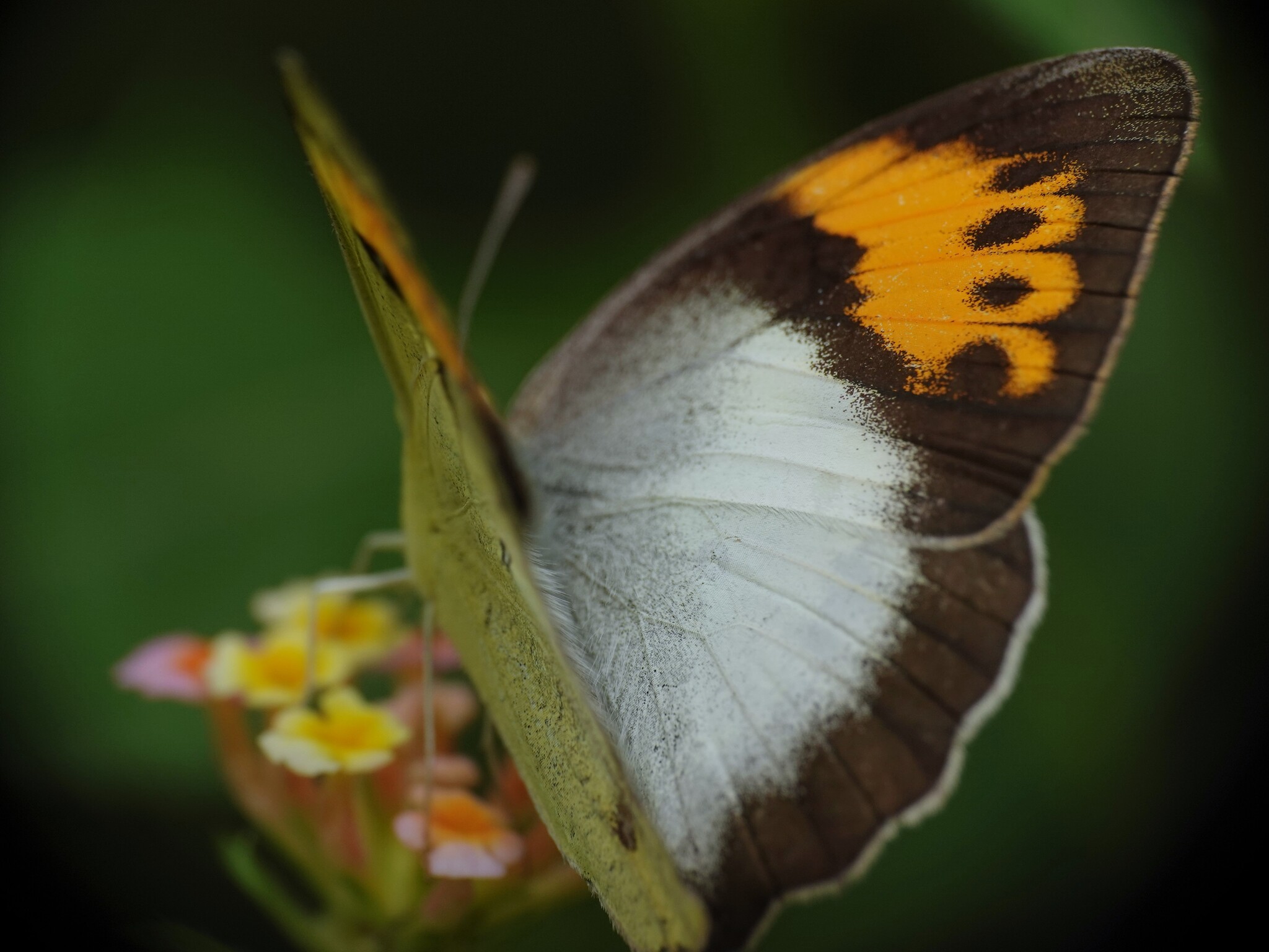 White Orange-Tip
