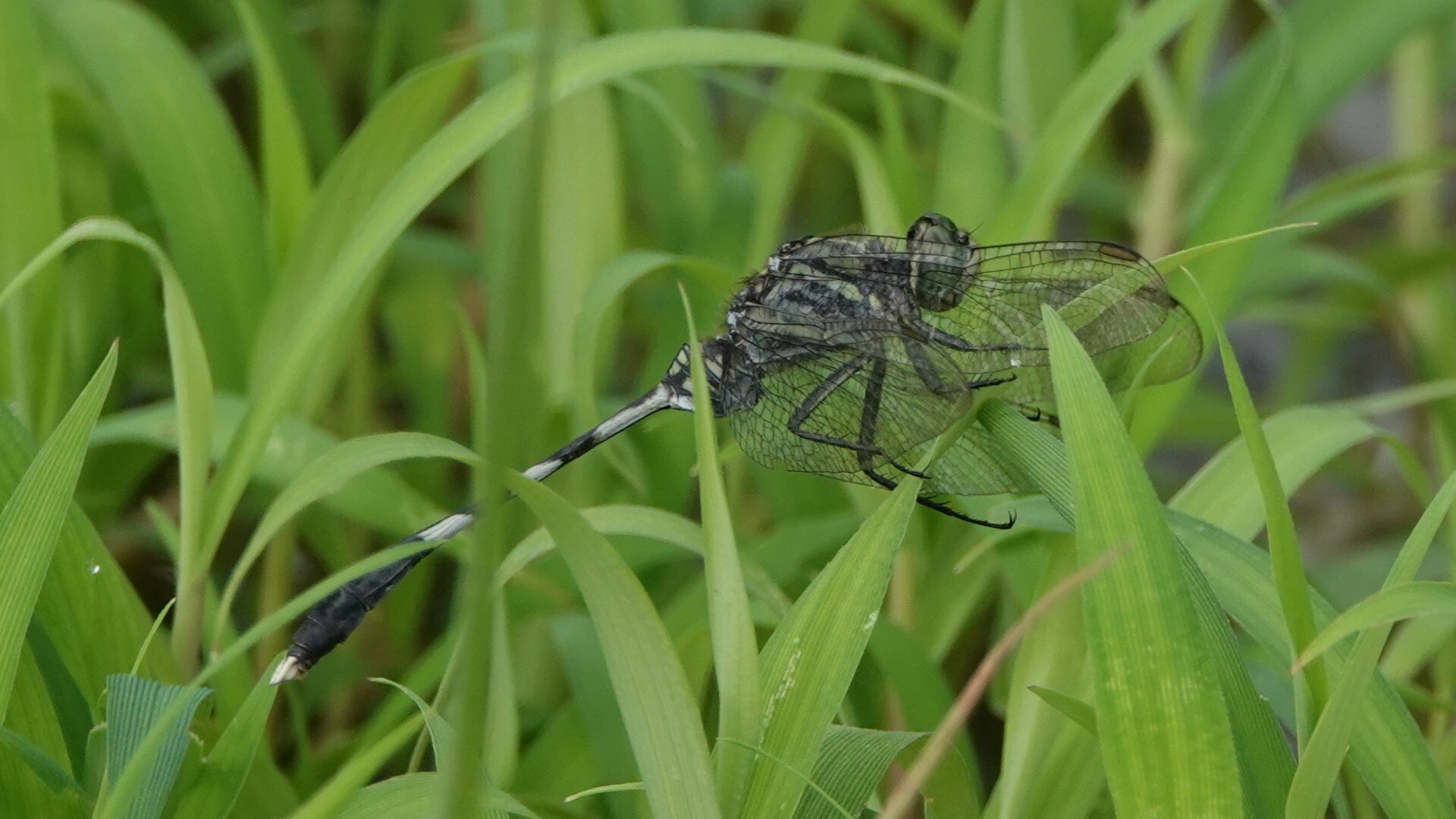 Slender Skimmer