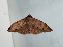 Mecodina lanceola