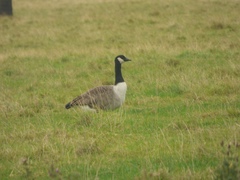 Branta canadensis