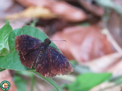 Anastrus neaeris