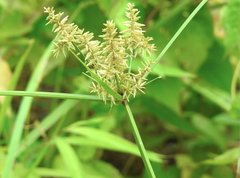 Cyperus exaltatus
