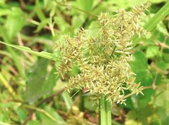 Cyperus exaltatus