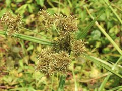 Cyperus exaltatus