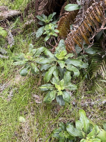 Hydrangea arguta, photograph 3