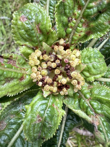 Hydrangea arguta, photograph 4