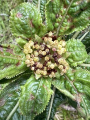 Hydrangea arguta, photograph Tara Severns, CC BY, iNaturalist via GBIF