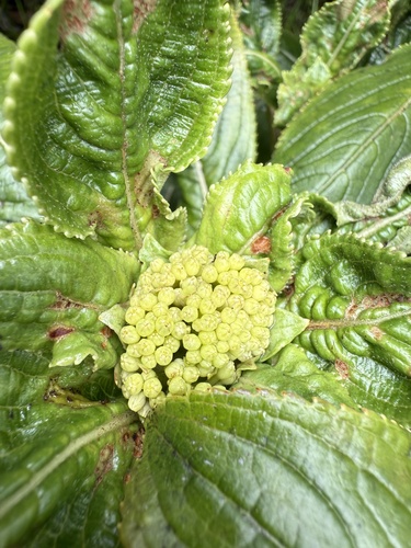 Hydrangea arguta, photograph 5