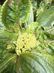 Hydrangea arguta, photograph Tara Severns, CC BY, iNaturalist via GBIF