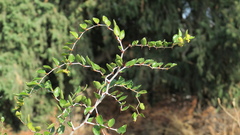 Ziziphus lotus