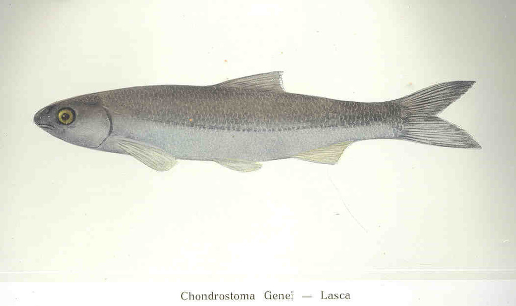 Protochondrostoma