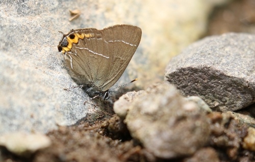 White-letter Hairstreak