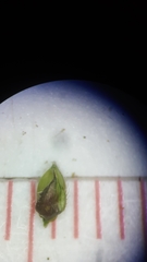 Echinochloa muricata microstachya