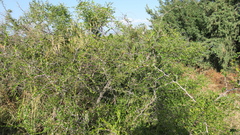 Ziziphus lotus