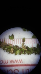 Echinochloa muricata microstachya