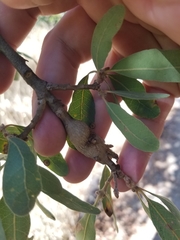 Andricus chrysolepidicola