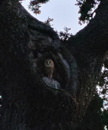 View observation of {o.common_name} on iNaturalist