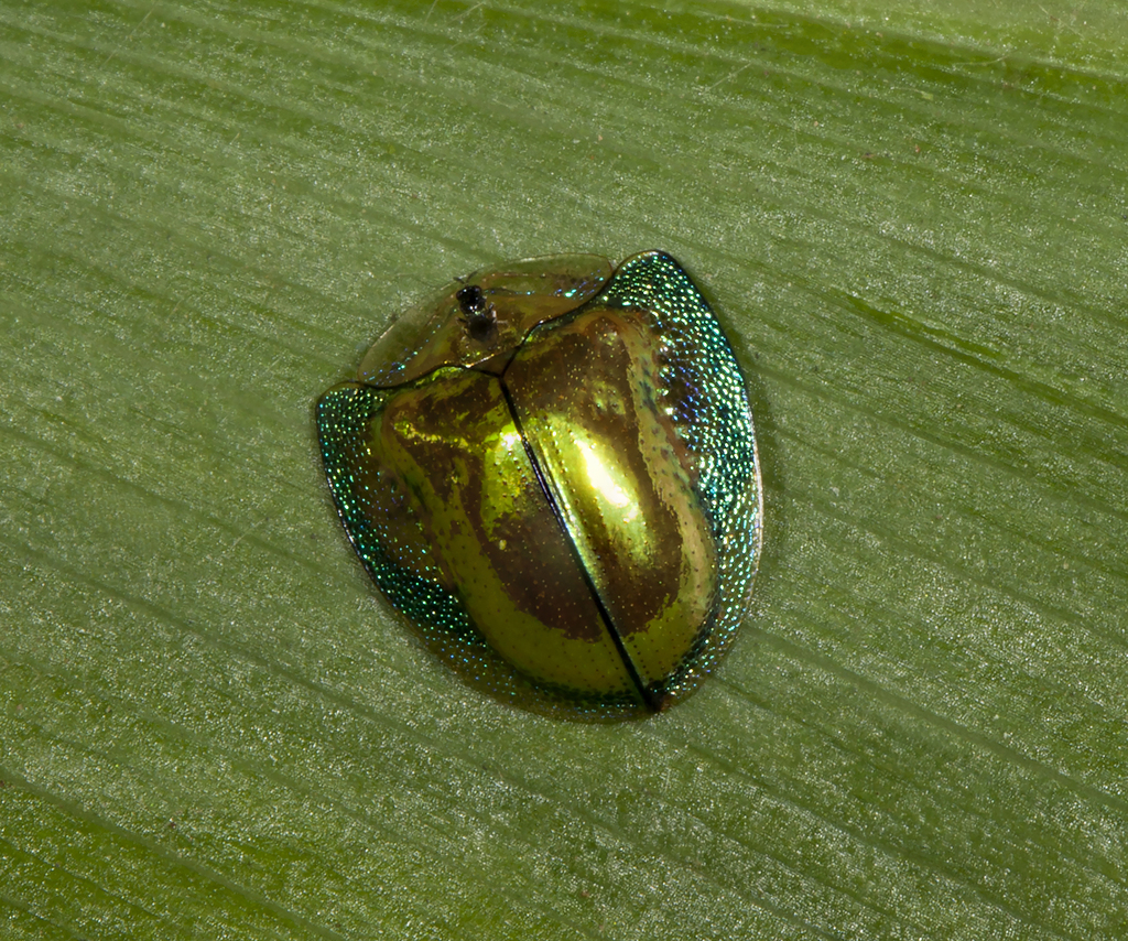 Charidotella sinuata