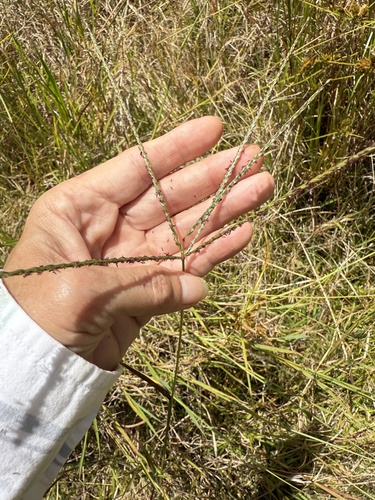 Digitaria eriantha observed 2025-07-05