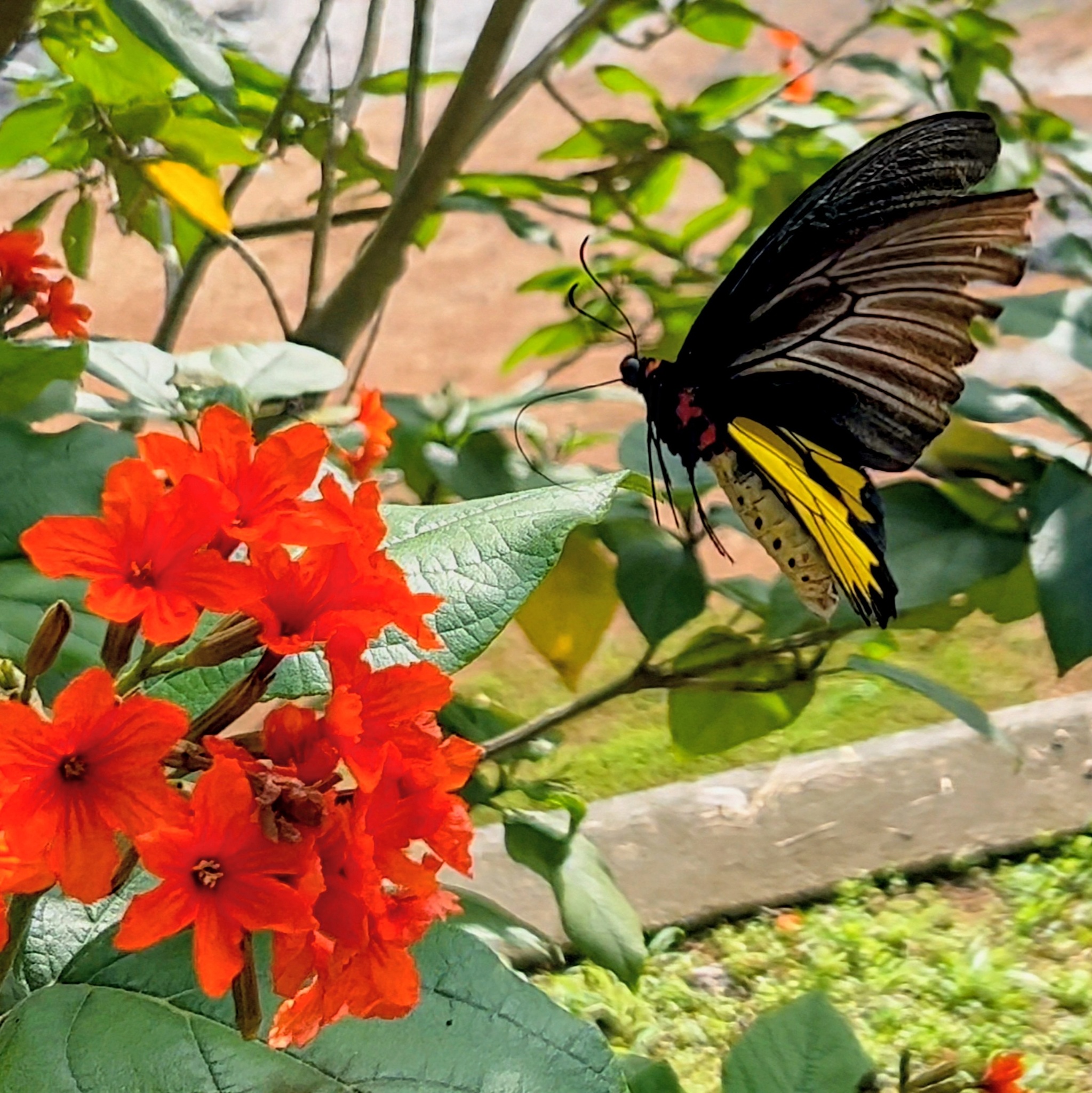 Sahyadri Birdwing