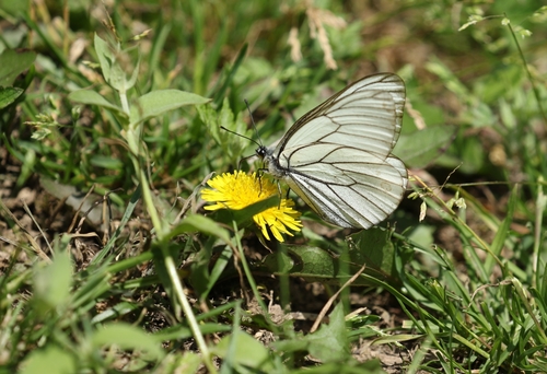 Black-veined White