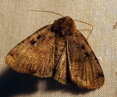 Xestia normanianus