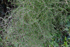 Coprosma virescens