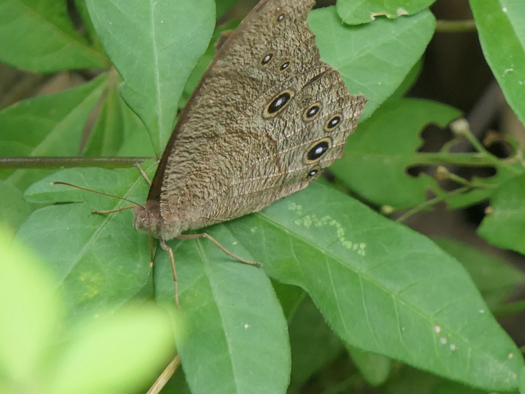 Common Evening Brown