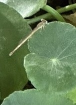 Coromandel Marsh Dart