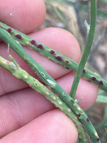 Rush Skeletonweed Gall