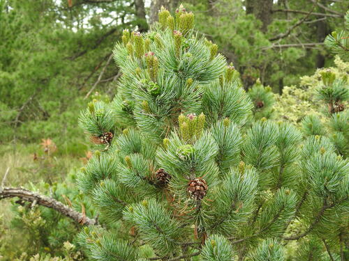 Pinus culminicola, photograph 5