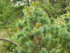 (c) Leticia Jiménez Hernández, some rights reserved (CC BY-SA) Pinus culminicola, photograph (c) Leticia Jiménez Hernández, some rights reserved (CC BY-SA)