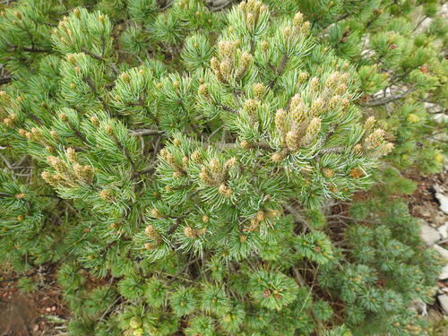 Pinus culminicola, photograph 2