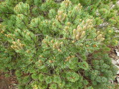 (c) Leticia Jiménez Hernández, some rights reserved (CC BY-SA) Pinus culminicola, photograph (c) Leticia Jiménez Hernández, some rights reserved (CC BY-SA)