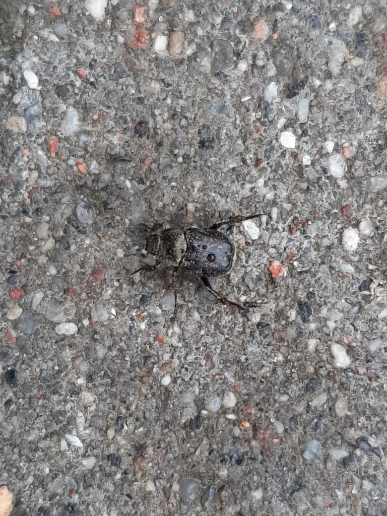 Hoplia graminicola