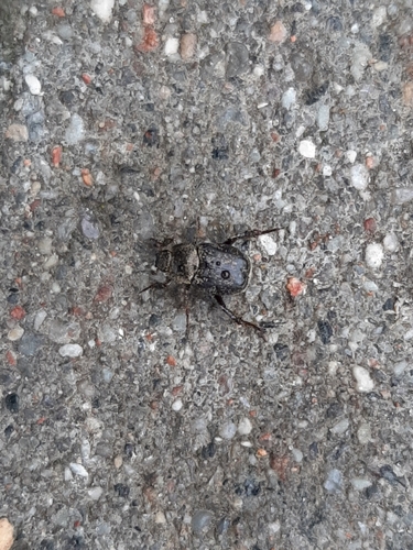 Hoplia graminicola