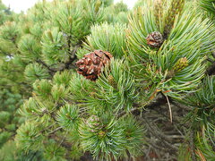 (c) Leticia Jiménez Hernández, some rights reserved (CC BY-SA) Pinus culminicola, photograph (c) Leticia Jiménez Hernández, some rights reserved (CC BY-SA)